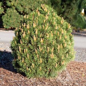 ISELI® FIN DWARF MUGO PINE