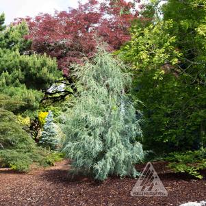 ISELI® BLUE TEARS WEEPING JUNIPER