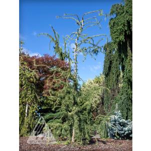 HORSTMANN'S RECURVED EUROPEAN LARCH