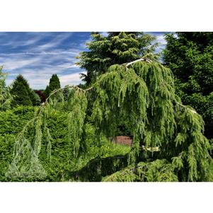 ASHFIELD WEEPER CANADIAN HEMLOCK