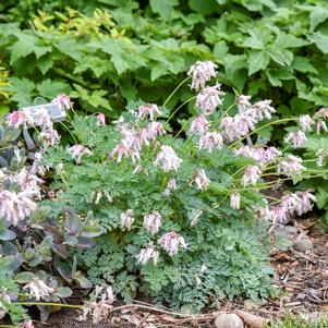 PIXIE HEARTS BLEEDING HEART
