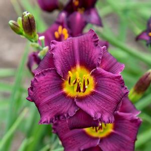 RULE OF PLUM DAYLILY