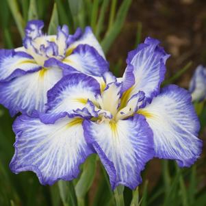 DELMARVA DELIGHT JAPANESE IRIS