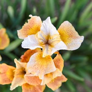 BUTTERSCOTCH FIZZ SIBERIAN IRIS
