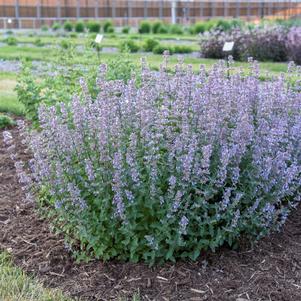 TALL TAILS CATMINT