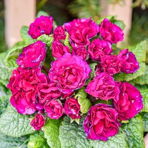 BELARINA® BERRY DARLING PRIMROSE