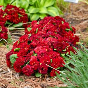 BELARINA® VALENTINE PRIMROSE