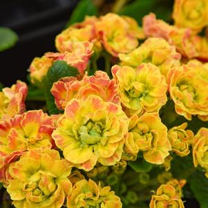 PRIMA BELARINA® CARVINAL PRIMROSE