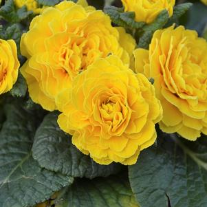 PRIMA BELARINA® SPRING SUN PRIMROSE