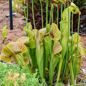 CATESBY'S PITCHER PLANT