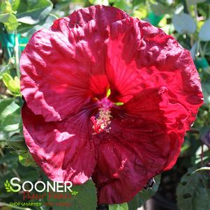 Hibiscus x 'Luna Red'