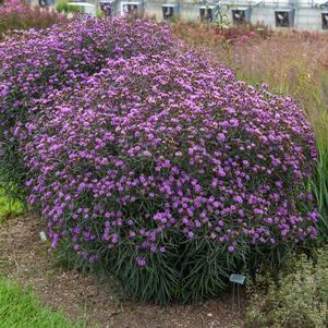 BUZZ STOP IRONWEED