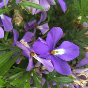 BLUE BIBB VIOLA