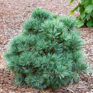 Pinus x schwerinii 'Orbit'