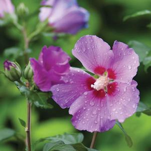 VIOLET SATIN® ALTHEA