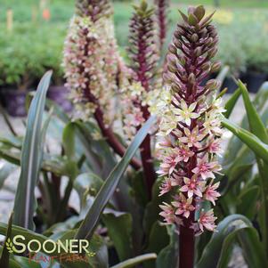 Eucomis comosa 'Oakhurst'