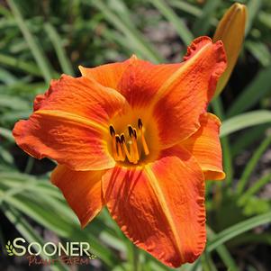 TUSCAWILLA TIGRESS DAYLILY
