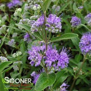 Caryopteris x clandonensis 'Dark Knight'