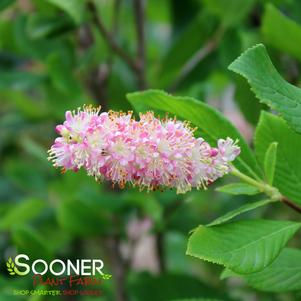 <em>Clethra</em> RUBY SPICE SUMMERSWEET: 