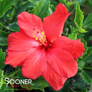 <em>Hibiscus</em> CECILIA TROPICAL HIBISCUS: 