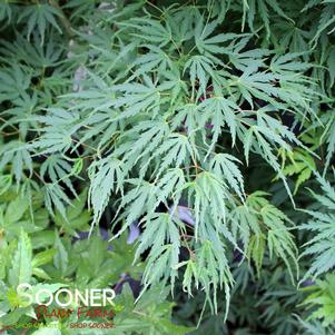 0 units available! Pre-Order Qty: 4