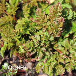 17 units available! Pre-Order Qty: 0