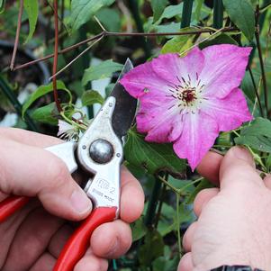 How to Prune Clematis