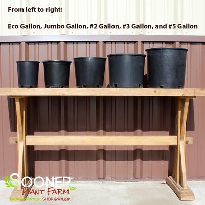 Eco Gallon through #5 Gallon Size Comparison