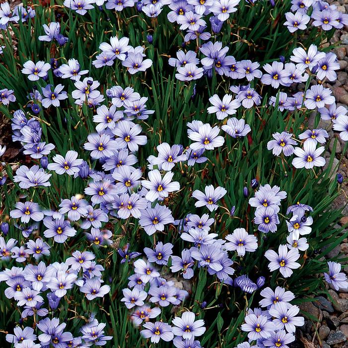 Image courtesy of Terra Nova Nurseries