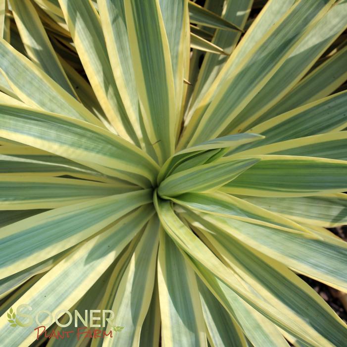 Image property of Sooner Plant Farm, Inc.