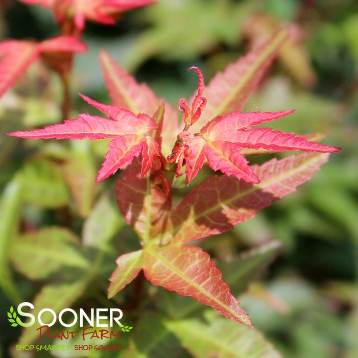 Image property of Sooner Plant Farm, Inc.