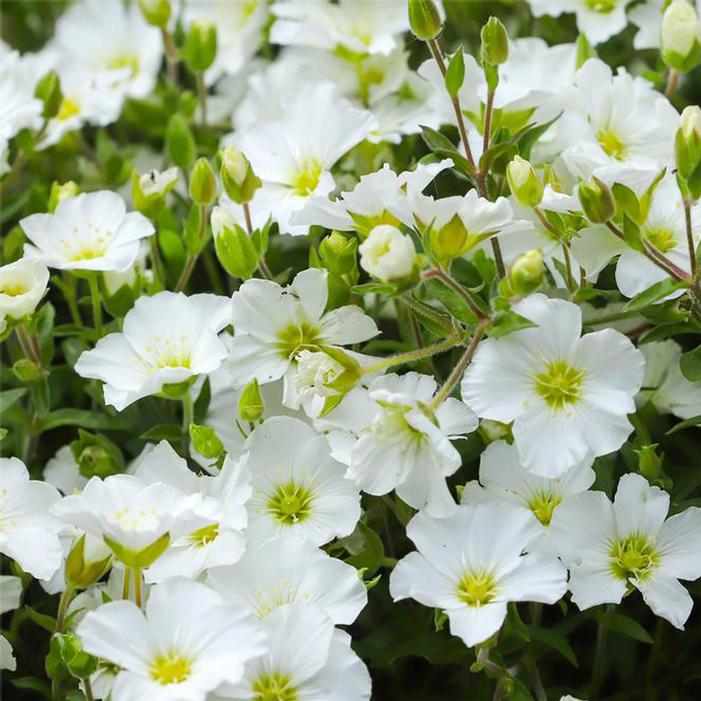 Image used with permission from Swift Greenhouses