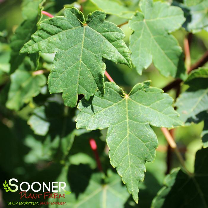 Image property of Sooner Plant Farm, Inc.