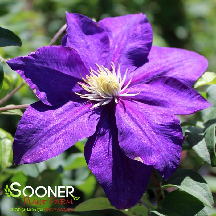 Image property of Sooner Plant Farm, Inc.