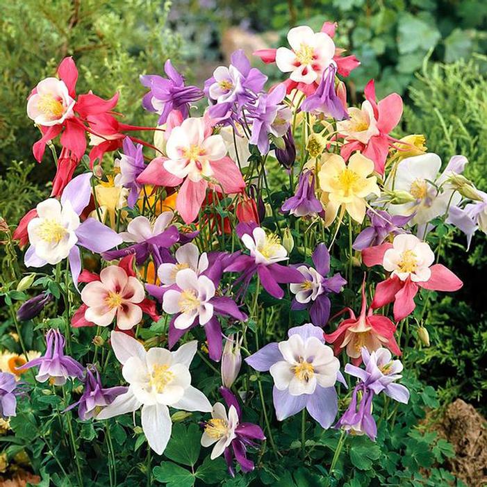 Image used with permission from Swift Greenhouses