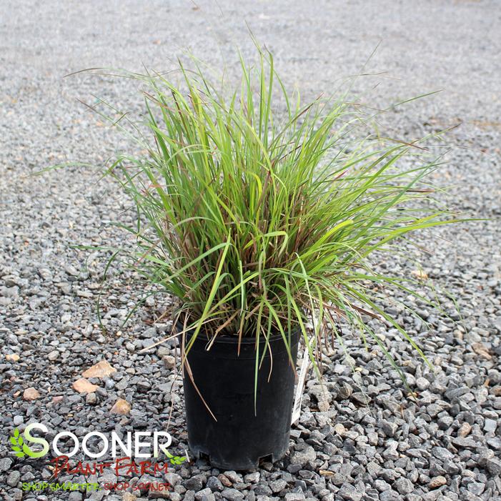Image property of Sooner Plant Farm, Inc.