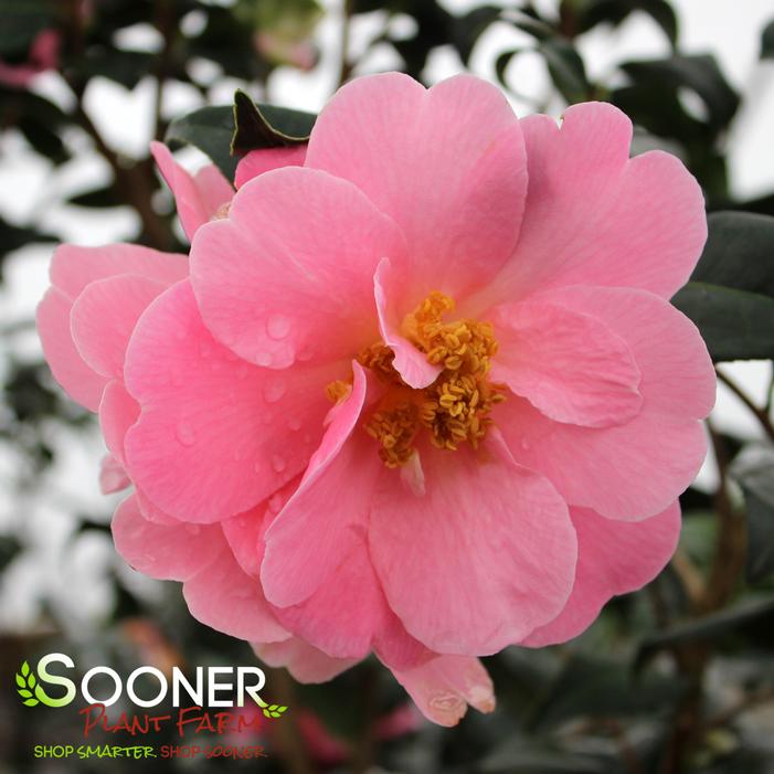 Image property of Sooner Plant Farm, Inc.