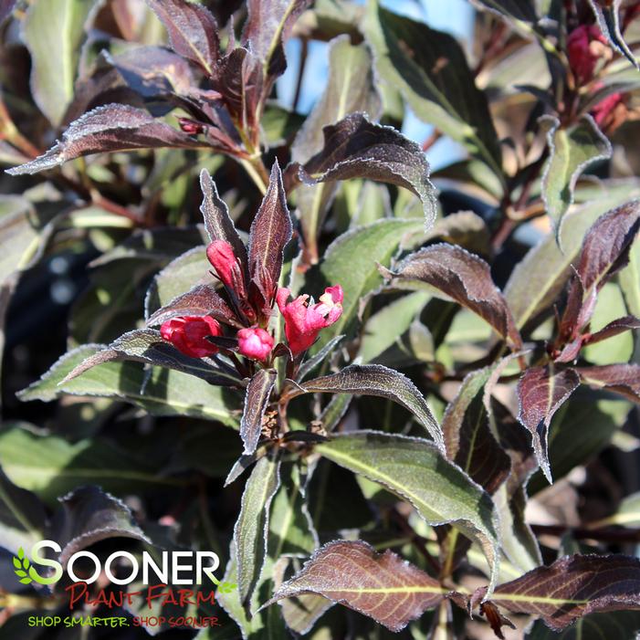 Image property of Sooner Plant Farm, Inc.