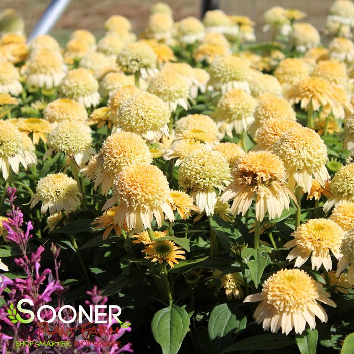 Image property of Sooner Plant Farm, Inc.