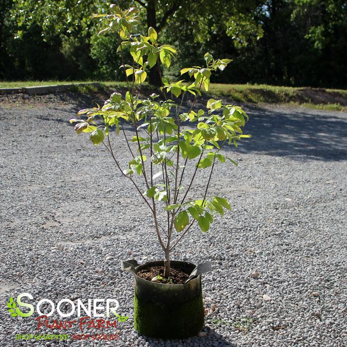 Image property of Sooner Plant Farm, Inc.