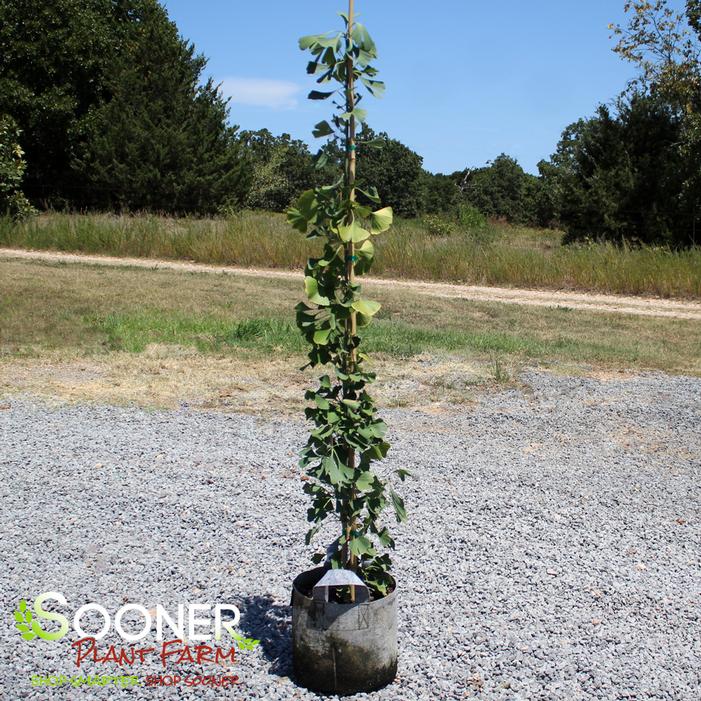 Image property of Sooner Plant Farm, Inc.