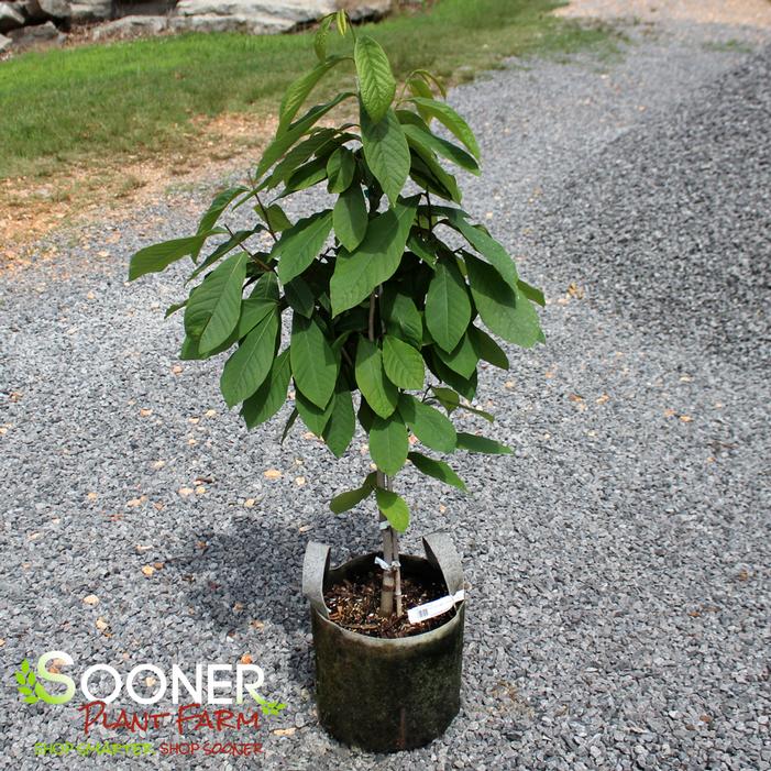 Image property of Sooner Plant Farm, Inc.
