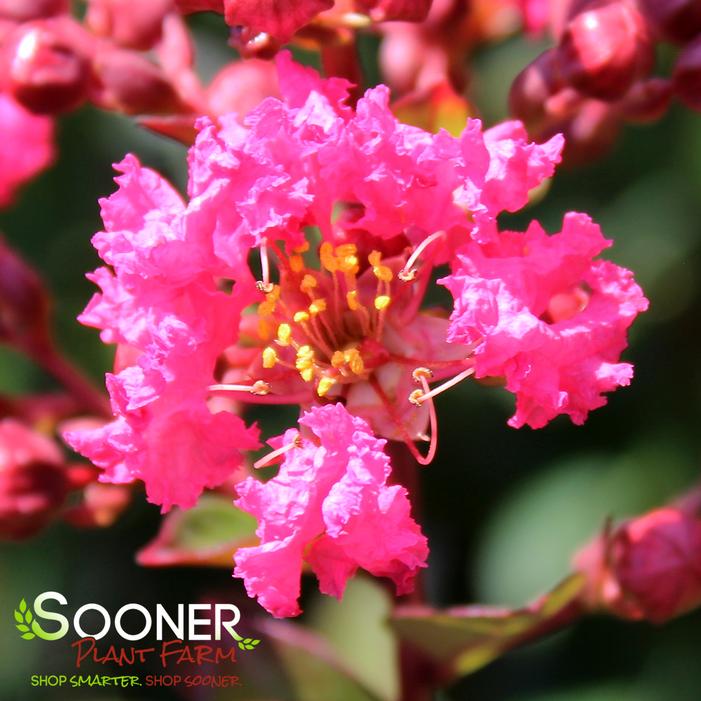 Image property of Sooner Plant Farm, Inc.