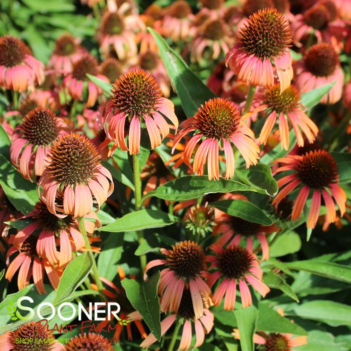 Image property of Sooner Plant Farm, Inc.
