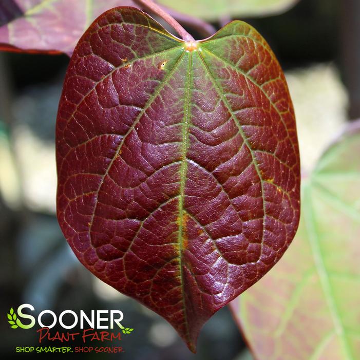 Image property of Sooner Plant Farm, Inc.