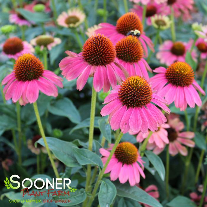 Image property of Sooner Plant Farm, Inc.