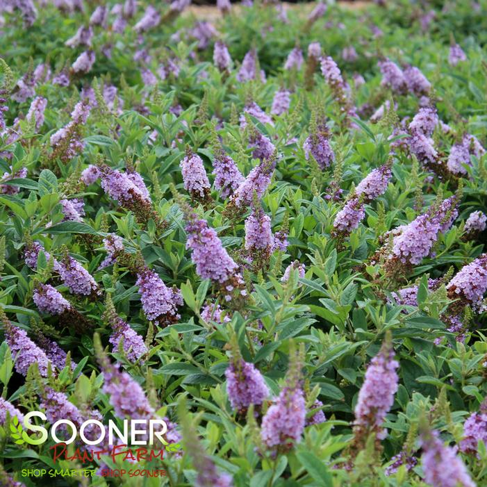Image property of Sooner Plant Farm, Inc.