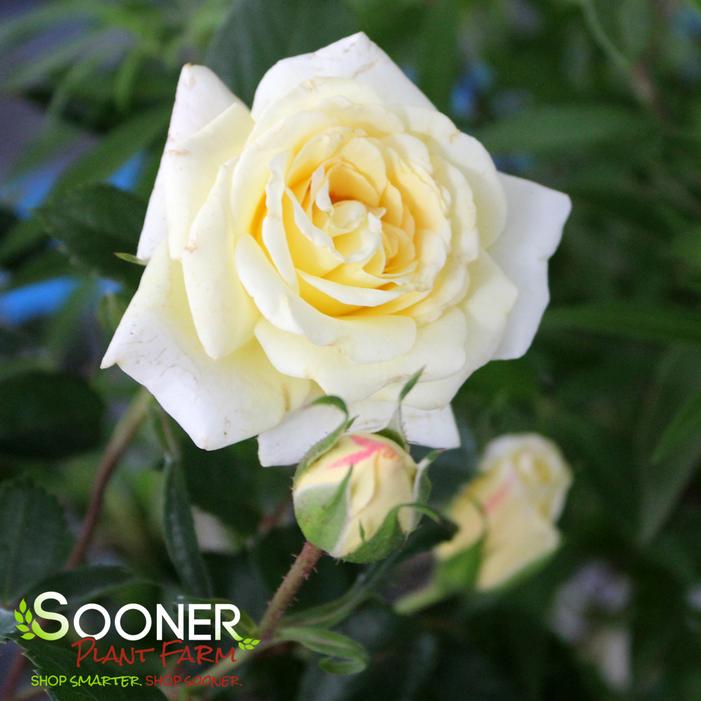 Image property of Sooner Plant Farm, Inc.