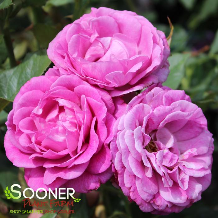 Image property of Sooner Plant Farm, Inc.