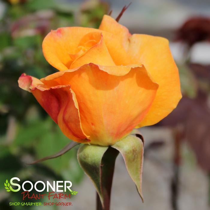 Image property of Sooner Plant Farm, Inc.